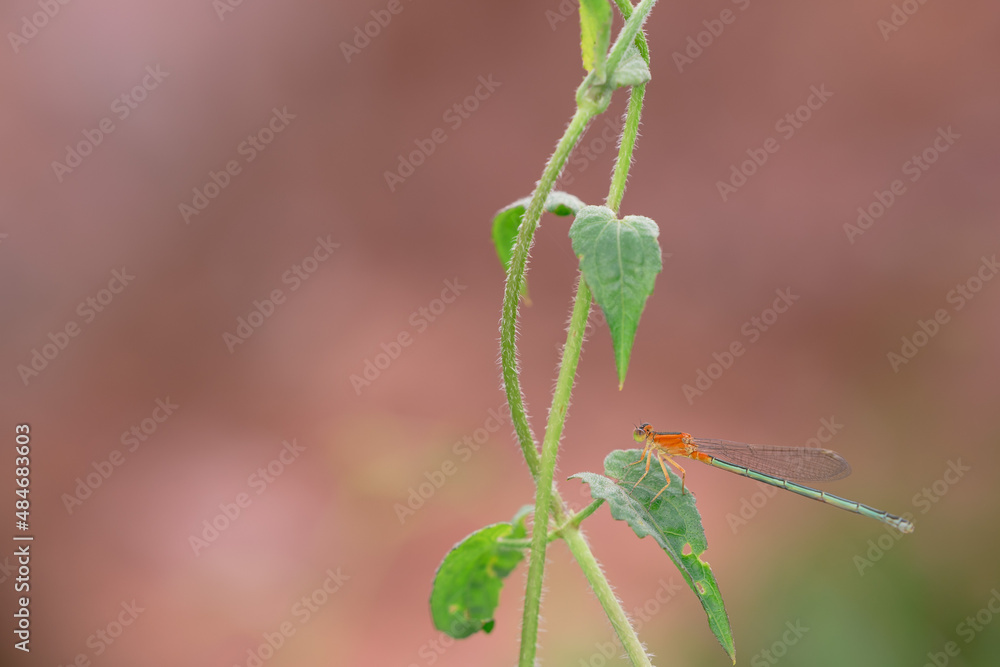 beautiful needle dragonfly on a blur background
Dragonfly with blur background as copy space text beautiful needle dragonfly on a blur background
Dragonfly with blur background as copy space text