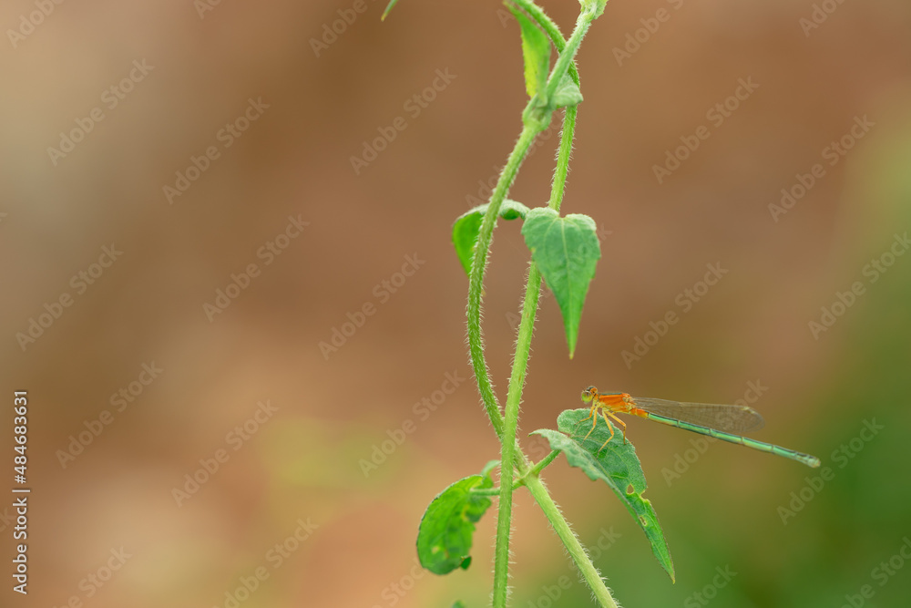 beautiful needle dragonfly on a blur background
Dragonfly with blur background as copy space text beautiful needle dragonfly on a blur background
Dragonfly with blur background as copy space text