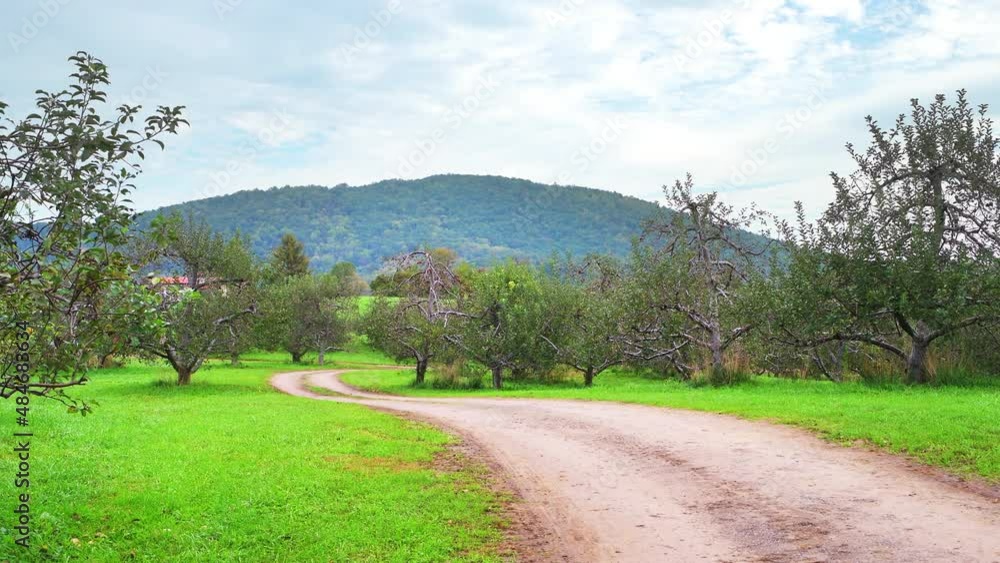 Apple orchard fruit bare trees in late autumn fall farm countryside garden with rows and green grass in Virginia mountains panning of dirt road path Apple orchard fruit bare trees in late autumn fall farm countryside garden with rows and green grass in Virginia mountains panning of dirt road path