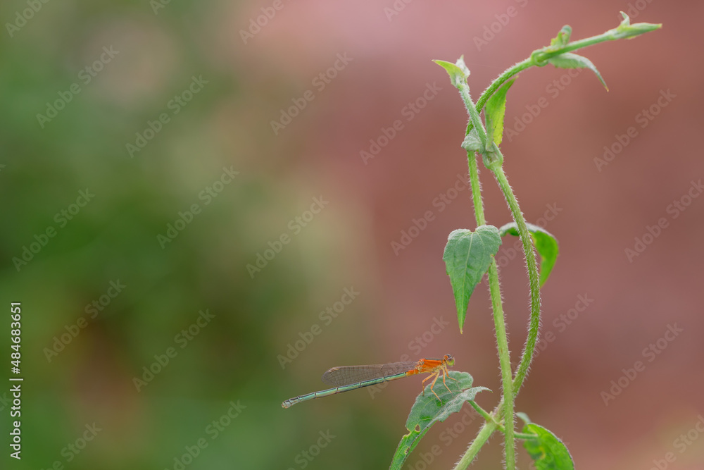 beautiful needle dragonfly on a blur background
Dragonfly with blur background as copy space text beautiful needle dragonfly on a blur background
Dragonfly with blur background as copy space text