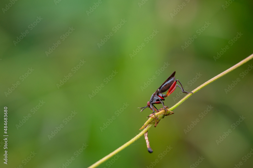 The field fly, The field fly,
