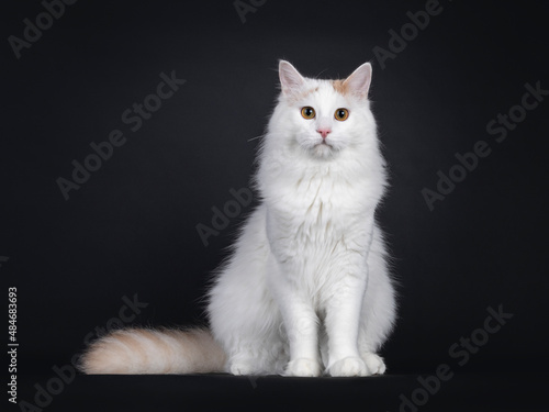 Young Turkish Van cat, sitting up facing camera. Looking straight to lens with golden eyes. Isolated on a black background.