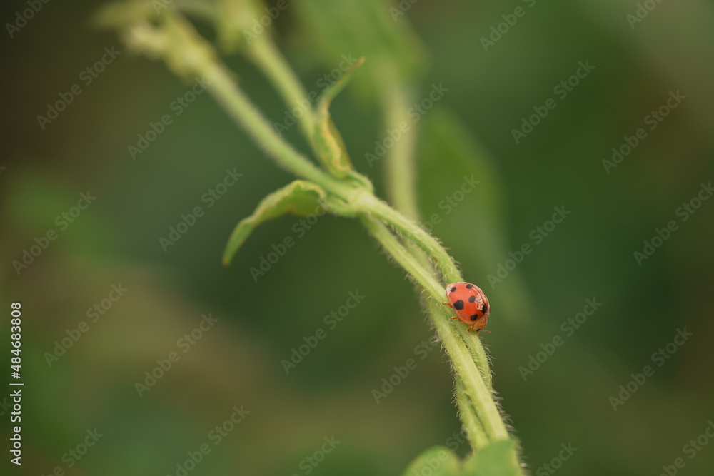 The field fly, The field fly,