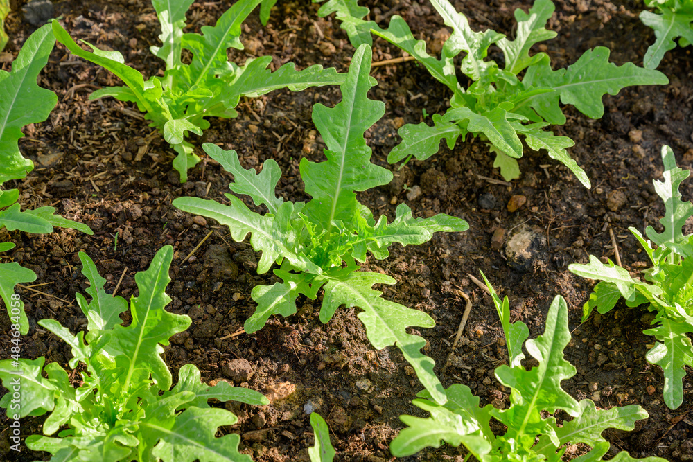 organic vegetable salad Organic lettuce, green oak salad, red oak lettuce, butterhead lettuce Grown in the soil without the use of pesticide-safe chemicals.