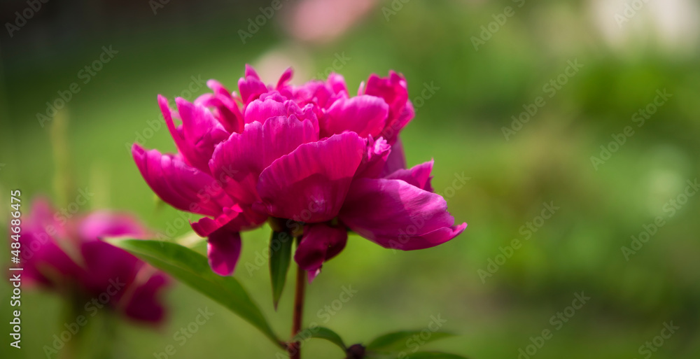 Tree peony in bloom closeup green background