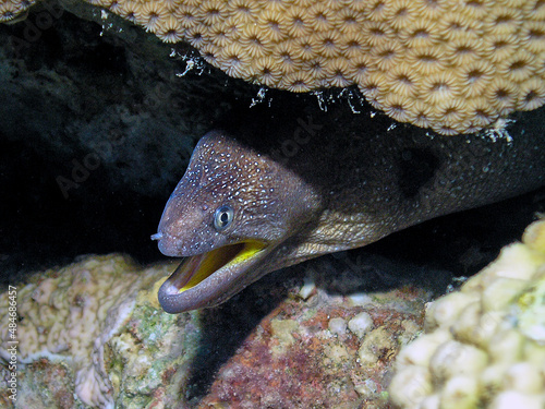 Yellowmouth Moray (Gymnothorax nudivomer) in the Red Sea, Egypt