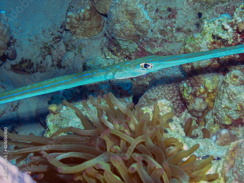 Bluespotted Cornetfish (Fistularia commersonii) in the Red Sea, Egypt photo