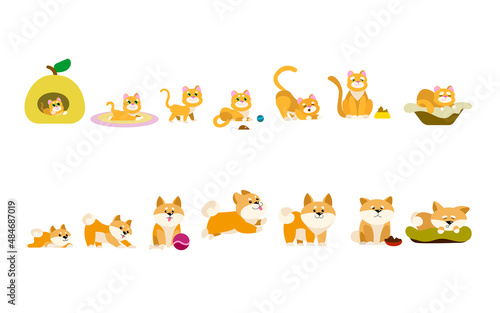 Cat and dog cartoon characters growing vector illustrations set. Cute kitten and puppy growing from little to adult and elderly, stages of growth isolated on white background. Pets, time concept