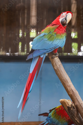 Close up haed the red macaw parrot bird in garden at thailand.