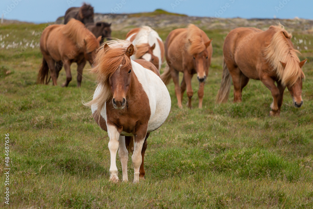 Walks a pregnant horse. Icelandic nature.