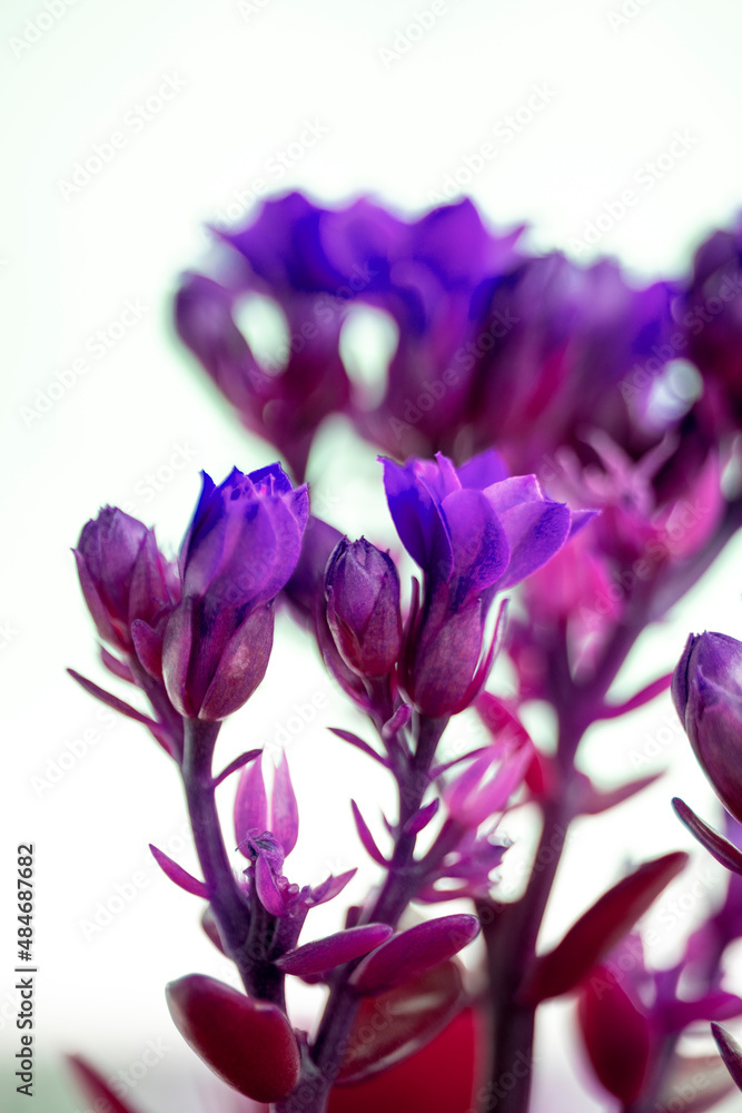 bouquet of pink purple tulips bouquet of pink purple tulips