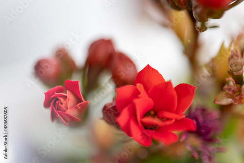 red rose petals  Kalanchoe