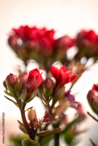 bouquet of red roses  Kalanchoe