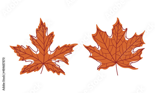 Colorful Autumn Leaf with Veins as Seasonal Foliage on Stem Vector Set