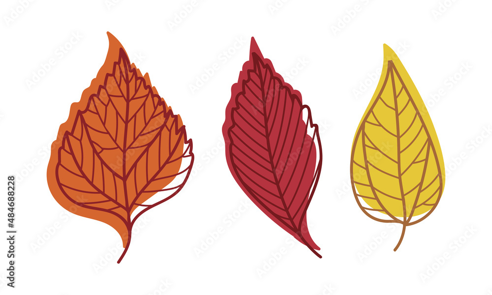 Fototapeta premium Colorful Autumn Leaf with Veins as Seasonal Foliage on Stem Vector Set