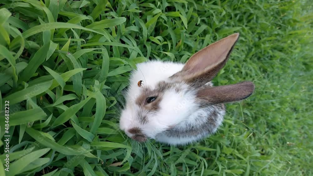 baby rabbit playing on the grass baby rabbit playing on the grass