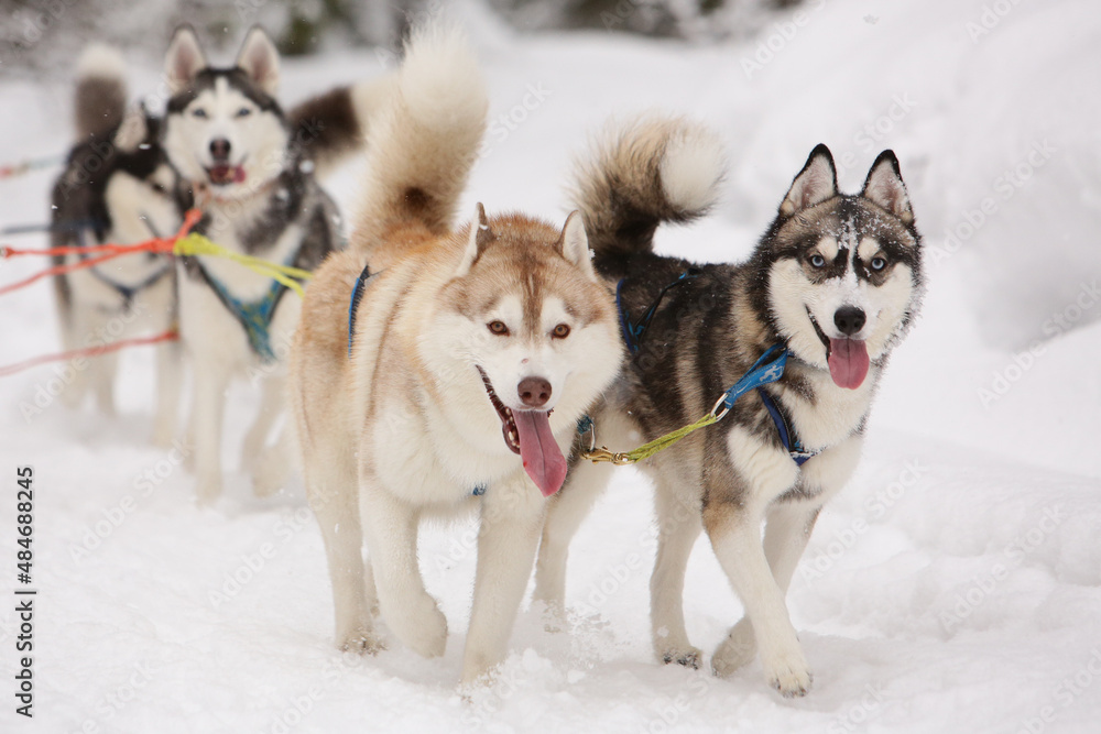 Cute gray and red sled dog Siberian husky is driving a sled through a winter snow-covered forest and looks Cute gray and red sled dog Siberian husky is driving a sled through a winter snow-covered forest and looks