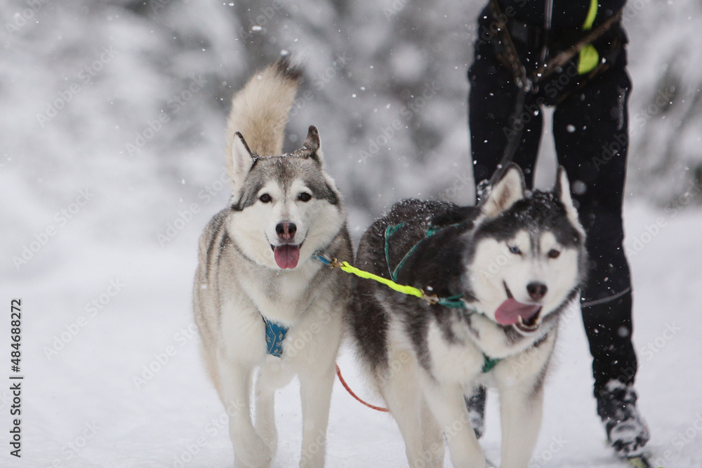 Two cute gray sled dog Siberian husky is driving a skier through a winter snow-covered forest Two cute gray sled dog Siberian husky is driving a skier through a winter snow-covered forest