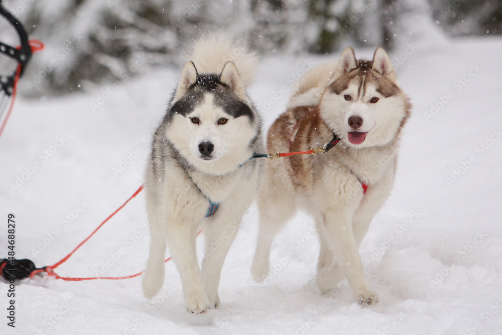 Cute gray and red sled dog Siberian husky is driving a sled through a winter snow-covered forest and looks