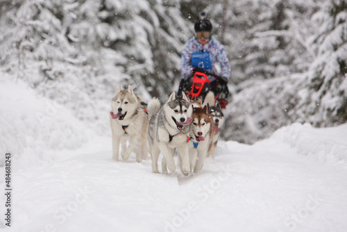 A team of six Siberian Husky sled dogs rides through a snowy winter coniferous forest
