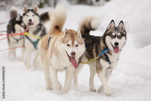 Cute gray and red sled dog Siberian husky is driving a sled through a winter snow-covered forest and looks