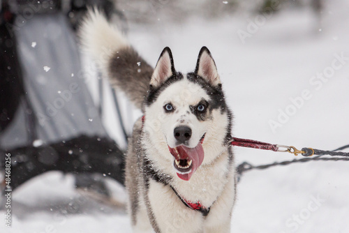 Cute gray sled dog Siberian husky is driving a sled through a winter snow-covered forest and looks