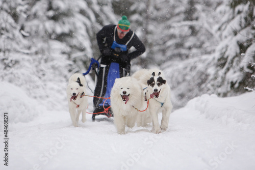 A team of white sled dogs rides through a snowy winter coniferous forest