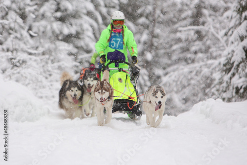 A team of Siberian Husky sled dogs rides through a snowy winter coniferous forest