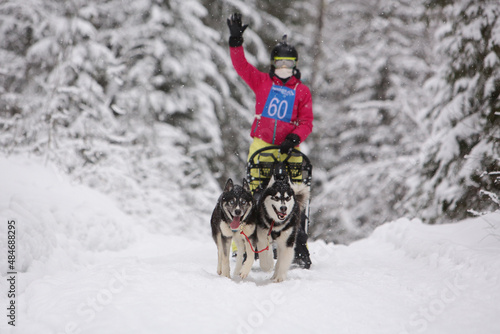 A team of Siberian Husky sled dogs rides through a snowy winter coniferous forest