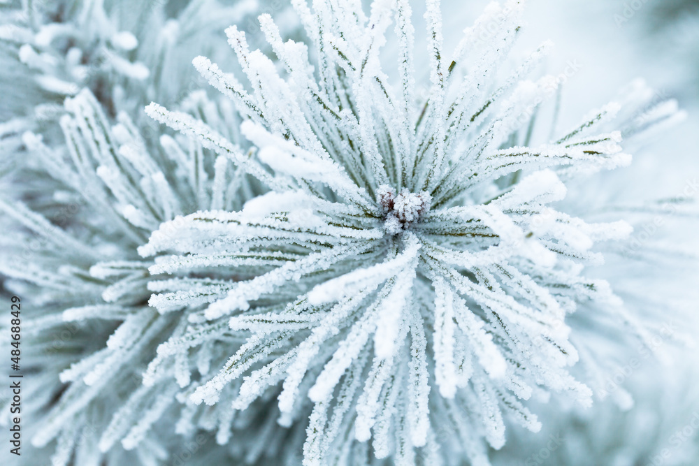 Beautiful pine branches covered with frost and ice on a snowy winter morning, closeup. Beautiful pine branches covered with frost and ice on a snowy winter morning, closeup.