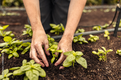 Female farmer's hands planting a seedling into the ground photo