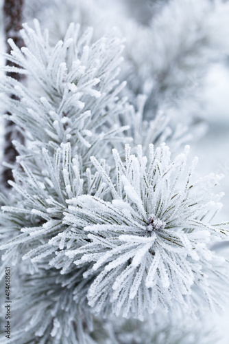 Beautiful pine branches covered with frost and ice on a snowy winter morning  closeup.