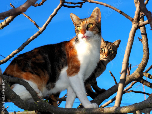Feral cat siblings up in the branches of the trees over blue sky background.