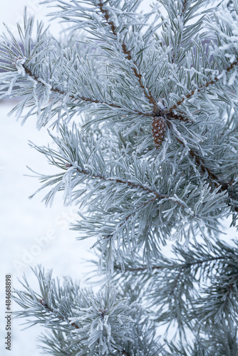 Beautiful pine branches covered with frost and ice on a snowy winter morning  closeup.