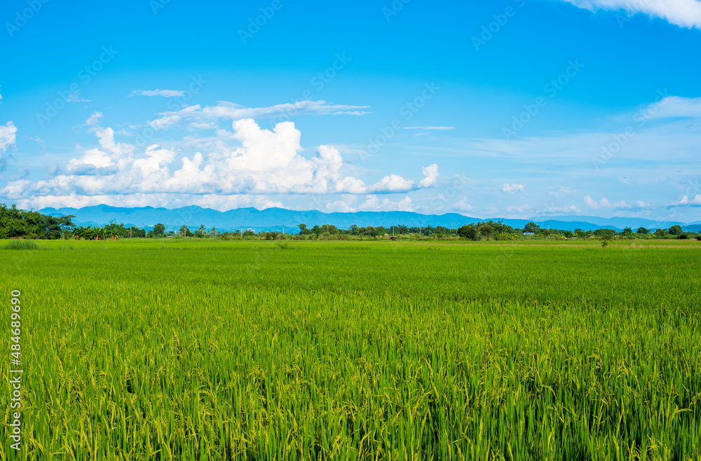 Green grassland blue grass on the farm Sky clouds cloudy backgrounds.