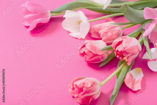 beautiful  pink  and white tulips on pink  paper background