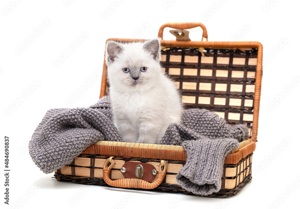 British shorthair kitten sits in a suitcase