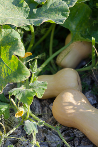 Butternut squash in vegetable garden.
