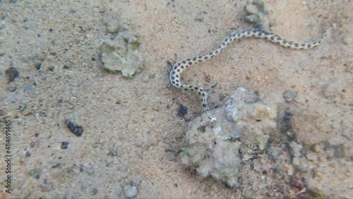 Myrichthys maculosus in the Red Sea in Egypt. Tiger sharp-tailed eel in the Red Sea. The sea snake is hunting. Myrichthys maculosus hunts.