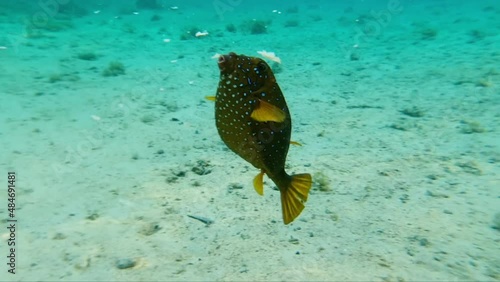 Beautiful fish Myrichthys maculosus, Ostracion cubecus,
Pantodon buchholzi in the Red Sea in Egypt. Diving in Egypt. Fish in Egypt in the Red Sea. Underwater filming of beautiful fish in the sea. photo