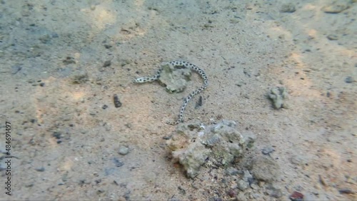 Myrichthys maculosus in the Red Sea in Egypt. Tiger sharp-tailed eel in the Red Sea. The sea snake is hunting. Myrichthys maculosus hunts.