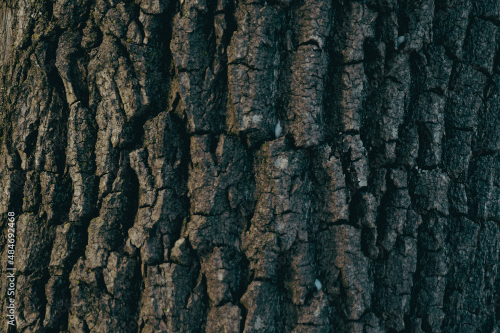 Bark of a Tree