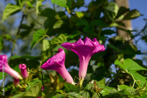 Tall morningglory trumpet-shaped purple flower photo