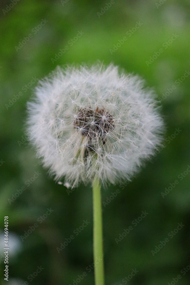 Fototapeta premium Dmuchawiec