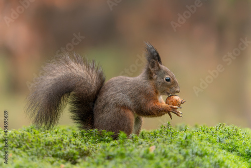  Eurasian red squirrel (Sciurus vulgaris) eating a walnut in the forest of Noord Brabant in the Netherlands. 