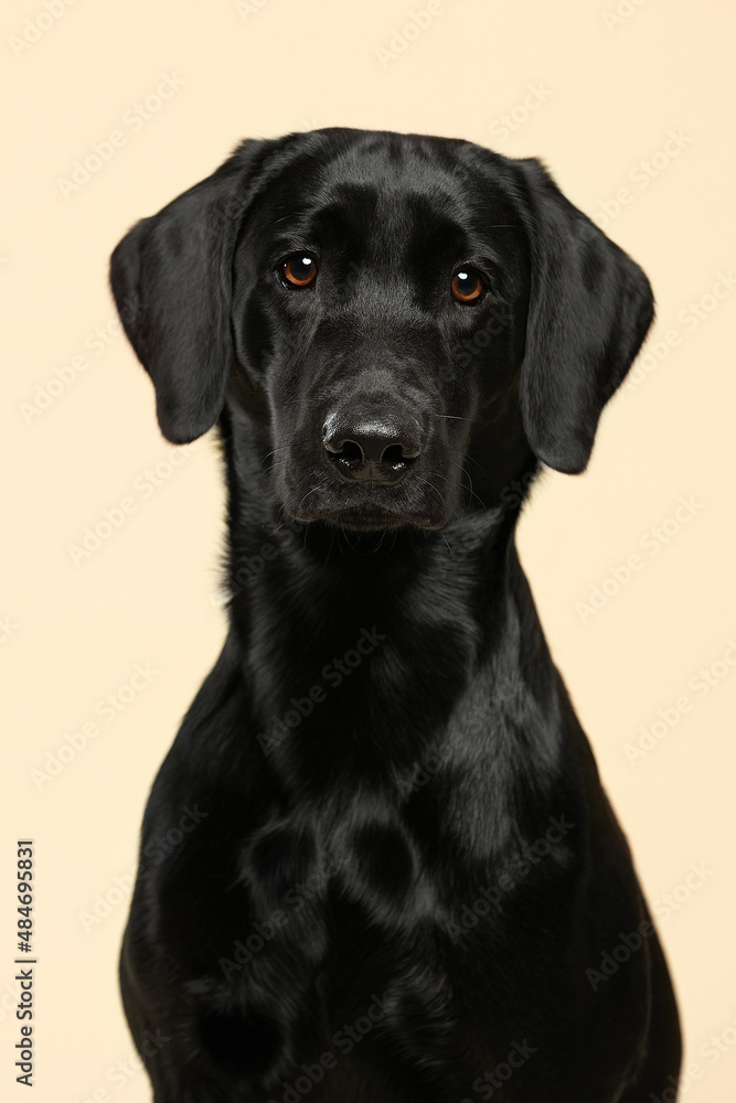 Black labrador on a yellow background