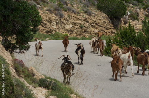 Wallpaper Mural Herd of goats get ahead on a highway in a mountainous area (Rhodes, Greece) Torontodigital.ca
