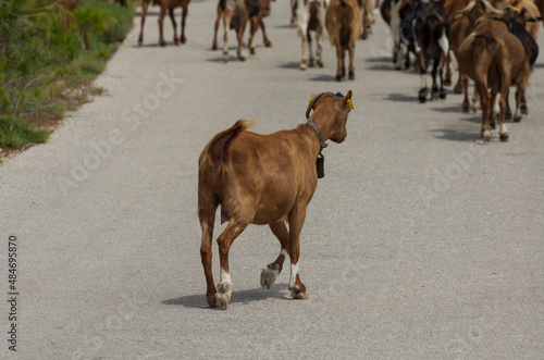 One goat walks behind a herd on an asphalt road (Rhodes, Greece)