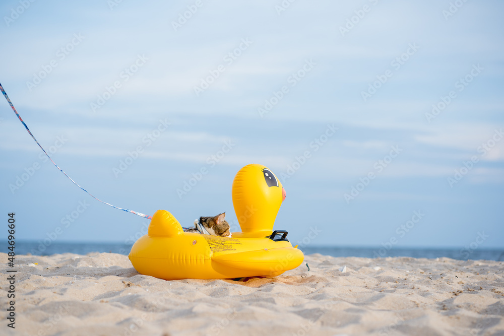 Obraz premium travel in thailand trip with cat sit on duck rubber ring on sand beach
