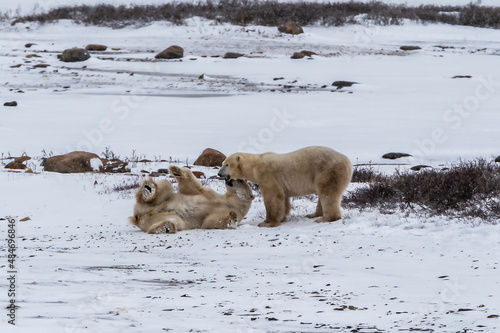 Two male polar bears   Ursus maritimus  sparring on the tundra near Churchill Manitoba while they wait for Huson Bay to freeze over.
